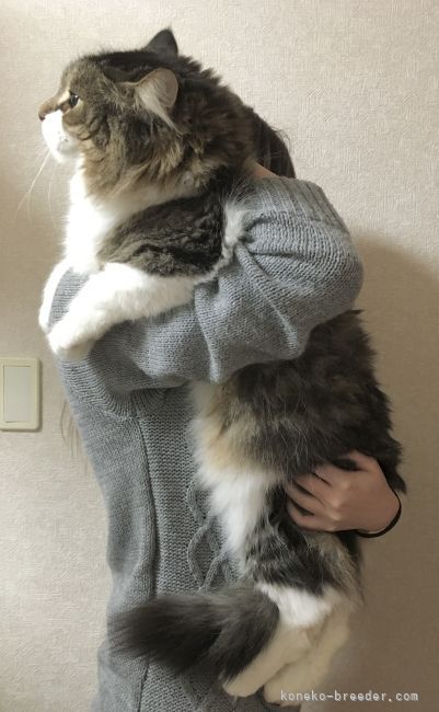 ノルウェージャンフォレストキャット｜佐久間　恵子(さくま　けいこ)ブリーダー(埼玉県・ノルウェージャンフォレストキャットなど・NAG登録)の紹介写真4