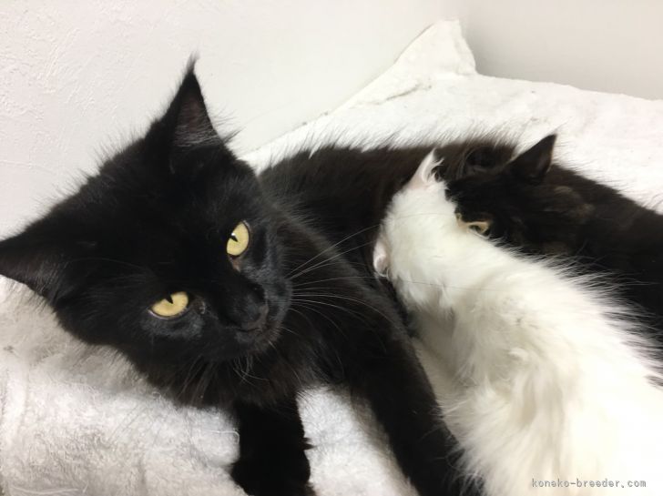 メインクーン(ブラックソリッド｜佐久間　恵子(さくま　けいこ)ブリーダー(埼玉県・ノルウェージャンフォレストキャットなど・NAG登録)の紹介写真5