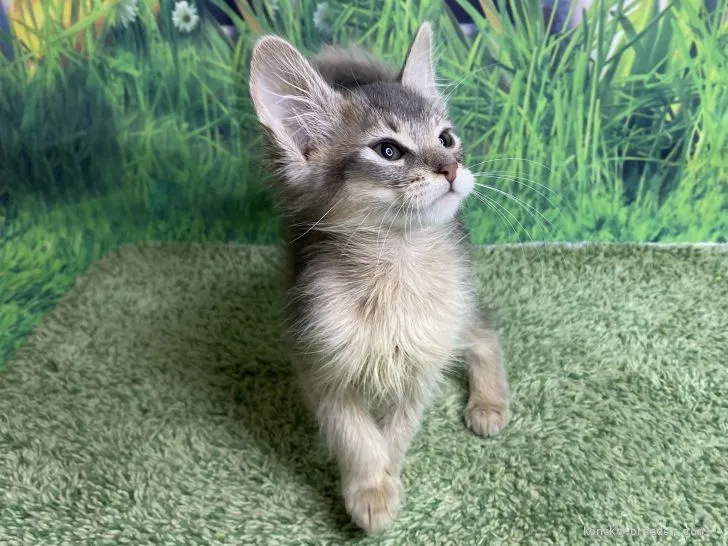 グリンピース 様のお迎えした子猫