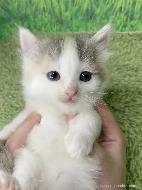 ID：2102-01696の子猫
