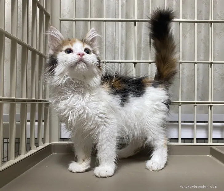 リョウコ 様のお迎えした子猫