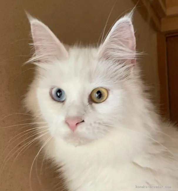 ID：2006-01045の子猫