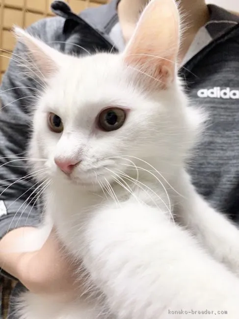 安藤 様のお迎えした子猫