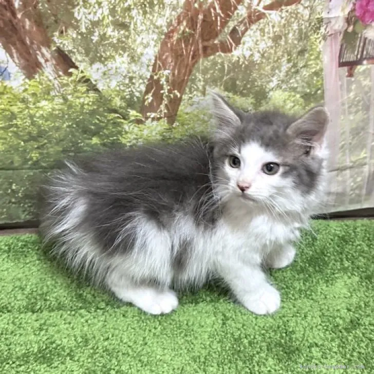 ID：2305-00462の子猫