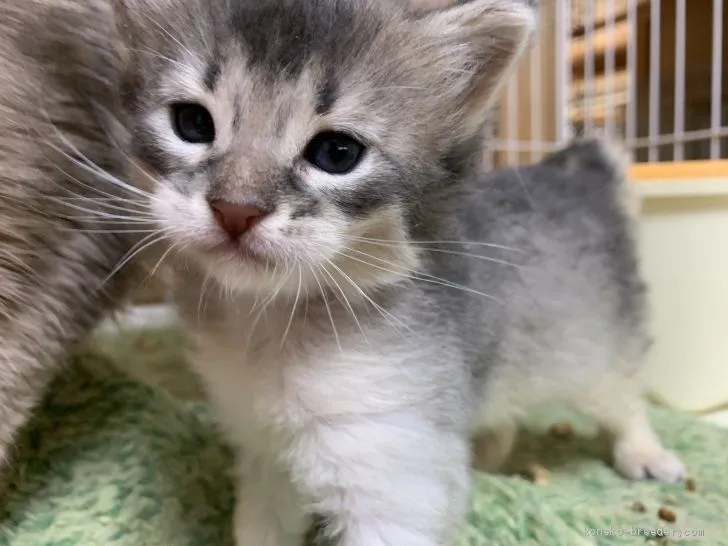 アッシュ 様のお迎えした子猫