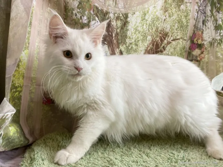 J.A 様のお迎えした子猫