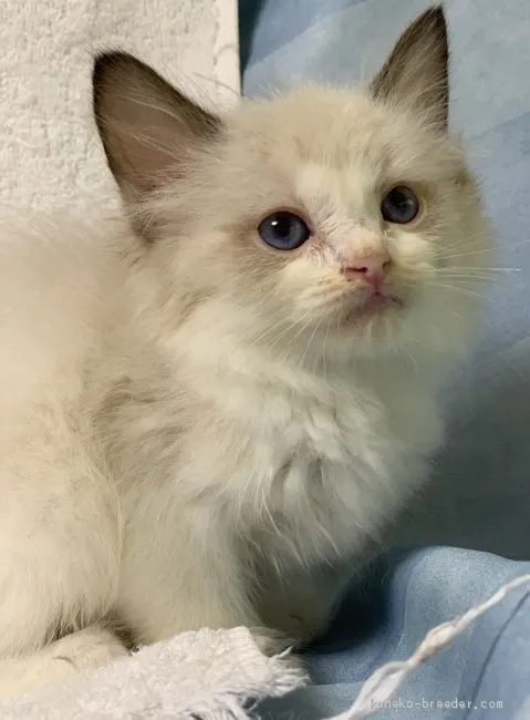 アキ 様のお迎えした子猫