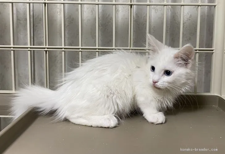 Ryo 様のお迎えした子猫