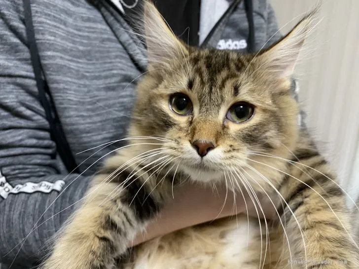 コチョマビ 様のお迎えした子猫