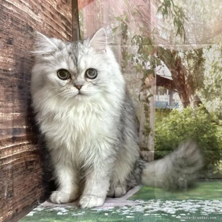 M.S 様のお迎えした子猫