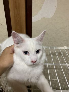 メインクーン【埼玉県・男の子・2019年1月20日・ホワイト 白】の写真「★サマーセール開始★メインクーンホワイトソリッド」
