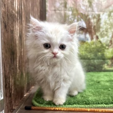 ペルシャ【埼玉県・男の子・2023年4月6日・クリーム】の写真「人気カラーの男の子です！」