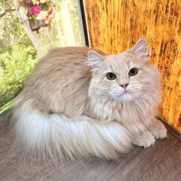 サイベリアン【埼玉県・男の子・2022年5月13日・クリーム】の写真「セール！淡く綺麗なカラーの甘えたなイケメンくん！」