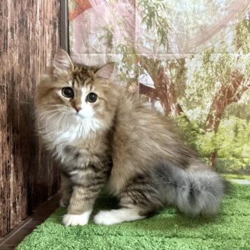 ノルウェージャン×ペルシャ【埼玉県・男の子・2023年2月22日・ブラウンタビー&ホワイト】の写真「ふっわふわ良毛量の懐っこい可愛い男の子です‼︎」
