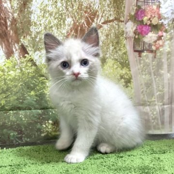 ラグドール【埼玉県・男の子・2023年4月25日・ブルーポイント】の写真「見学予約あり！人気カラーの可愛い男の子です！」