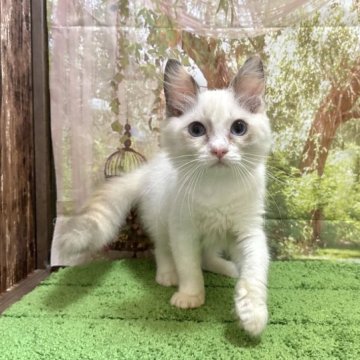 ラグドール【埼玉県・女の子・2023年4月25日・トゥーティー】の写真「遊び好きな女の子です！」