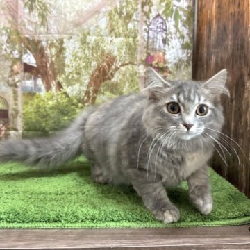 サイベリアン【埼玉県・女の子・2023年3月21日・ブルークリームタビー】の写真「見学予約あり。可愛いお顔の女の子です！」