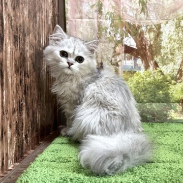 ペルシャ【埼玉県・女の子・2023年4月6日・チンチラシルバー】の写真「人気カラーの女の子です！」