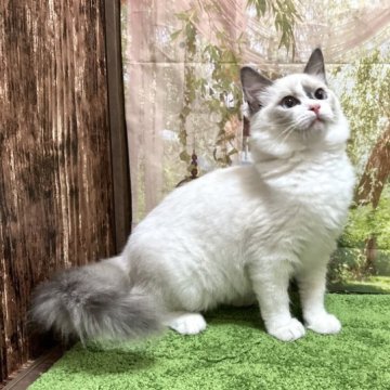 ラグドール【埼玉県・男の子・2022年12月25日・ブルーポイントバイカラー】の写真「見学予約あり！可愛いお顔のブルーくん♡」