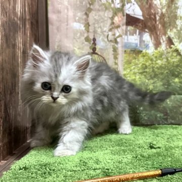ペルシャ【埼玉県・男の子・2023年4月6日・チンチラシルバー】の写真「人気カラーの男の子です！」