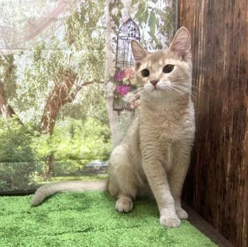 ソマリ【埼玉県・女の子・2022年12月18日・フォーン】の写真「とっても甘えん坊な人気カラー女の子！」