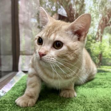 レッド系のアメリカンショートヘアの子猫を探す ブリーダー直販の子猫販売 みんなの子猫ブリーダー