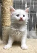 メインクーン【埼玉県・男の子・2017年9月22日・】の写真1