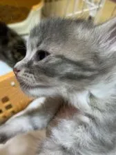 ノルウェージャンフォレストキャット【埼玉県・女の子・2019年10月23日・】の写真3