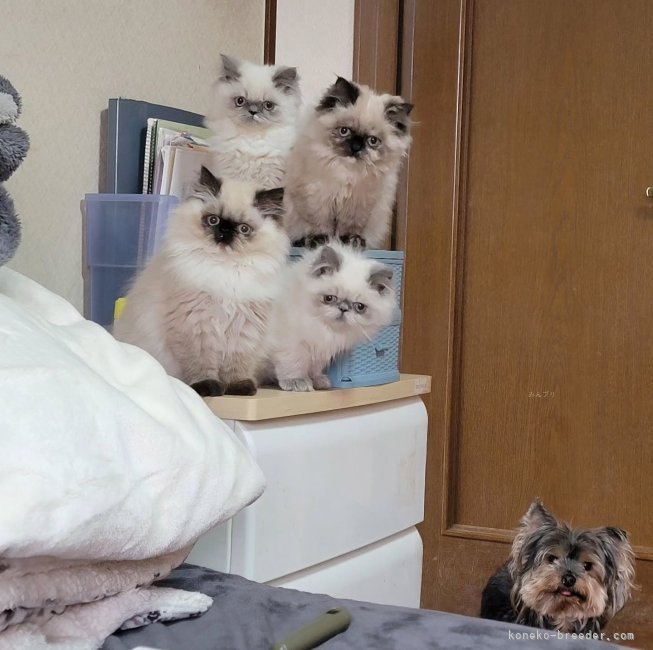 矢野　加奈子(やの　かなこ)ブリーダー(東京都・ヒマラヤン・ICC登録)の紹介写真7