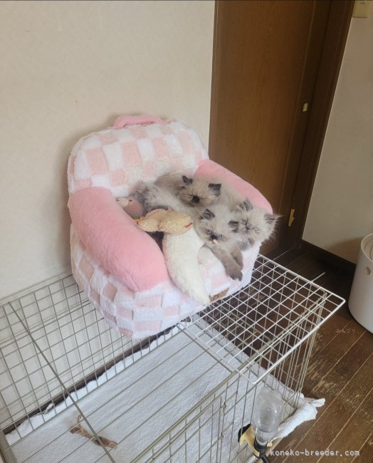 矢野　加奈子(やの　かなこ)ブリーダー(東京都・ヒマラヤン・ICC登録)の紹介写真9