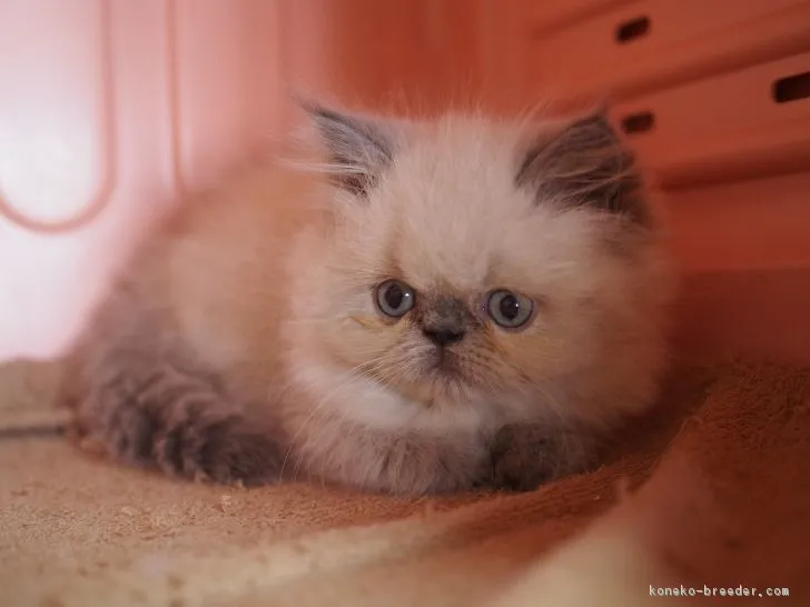 ID：1804-01832の子猫