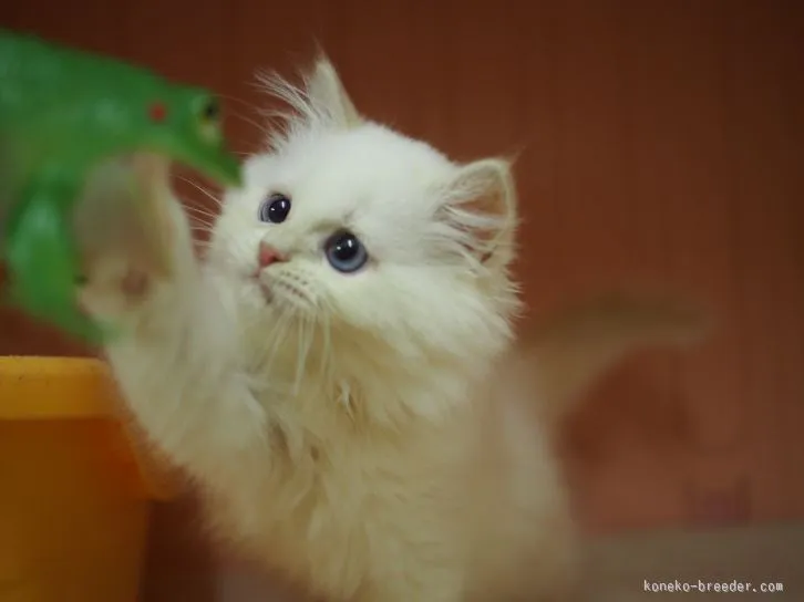 キイナ 様のお迎えした子猫