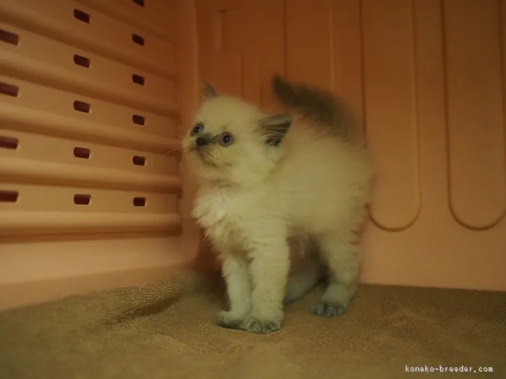 fuku 様のお迎えした子猫