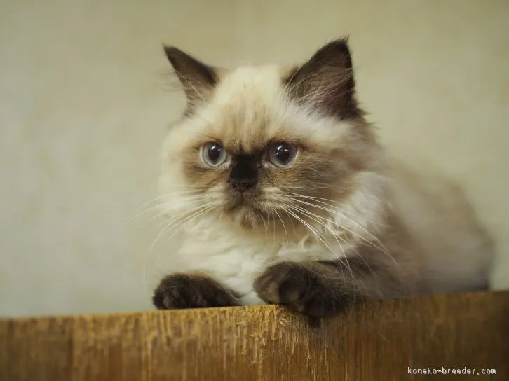 サミー 様のお迎えした子猫