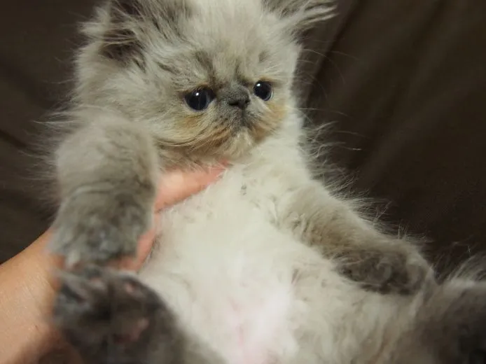 ID：1504-00425の子猫