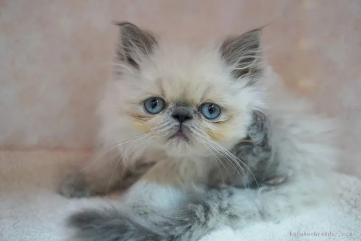 ID：2111-02315の子猫