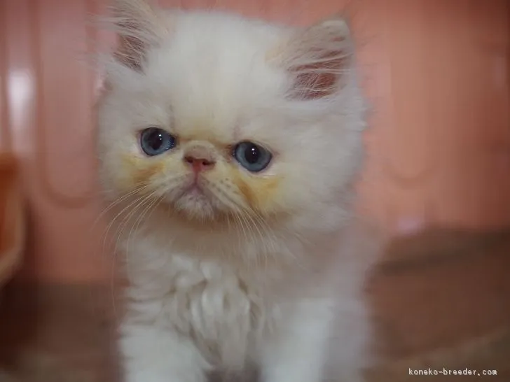 ID：1804-00868の子猫