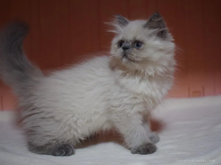 ID：1605-00174の子猫