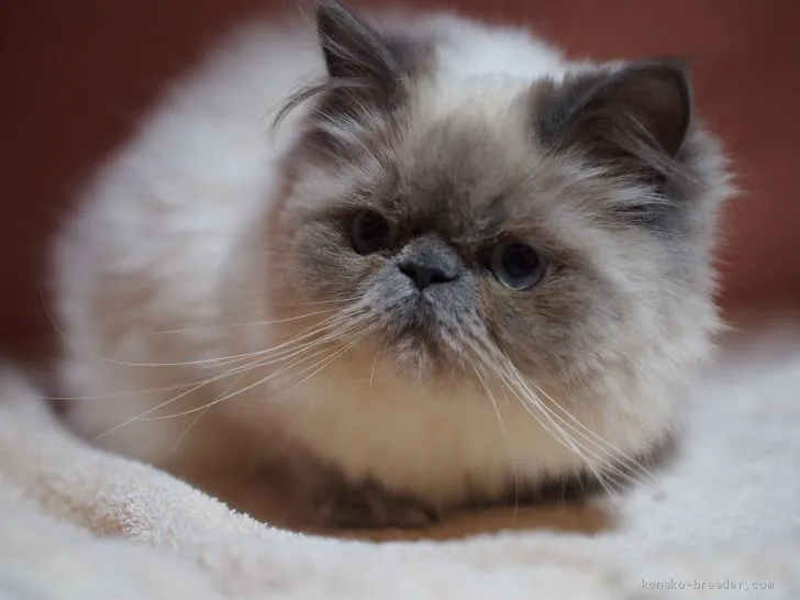 ID：1910-00578の子猫