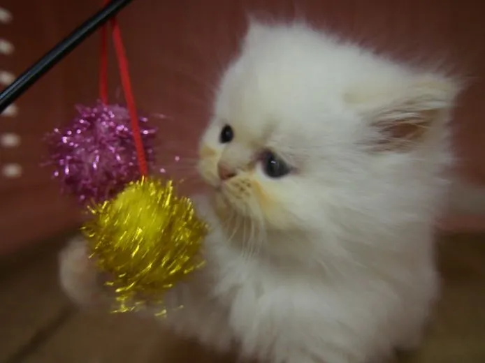 ID：1503-00227の子猫