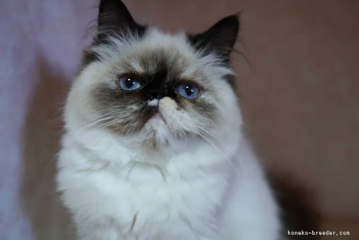 ID:2108-00024の子猫