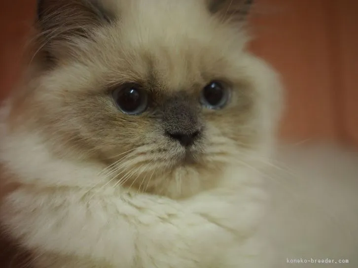 ID:1605-00865の子猫