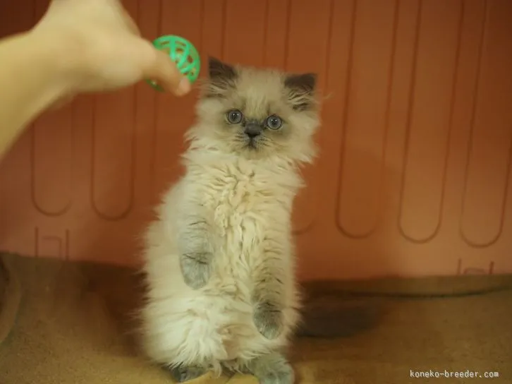 R.H 様のお迎えした子猫