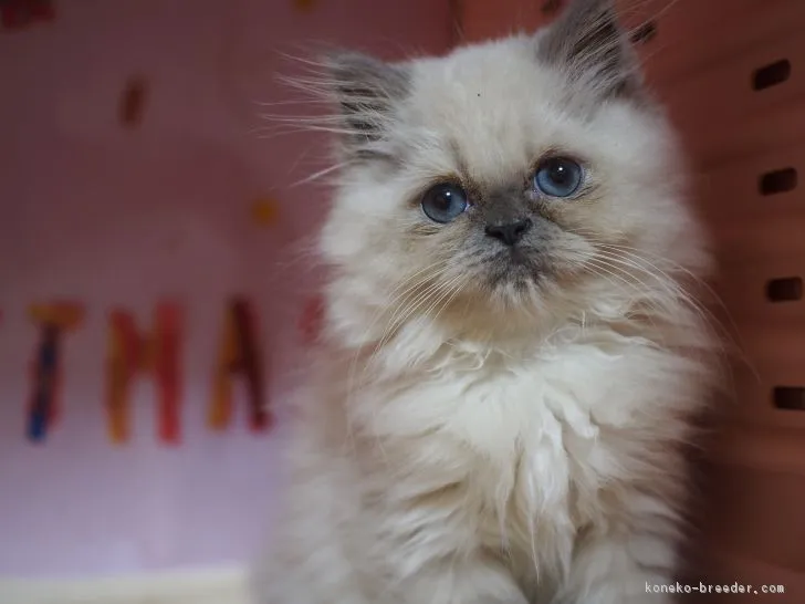モリーママ 様のお迎えした子猫