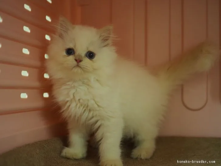 ID:1705-00749の子猫