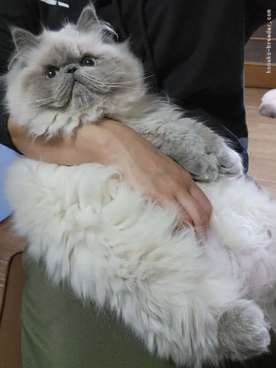 ID:2111-02314の子猫