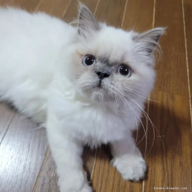 ID:2306-01349の子猫