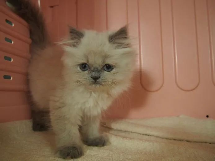 hanachan 様のお迎えした子猫