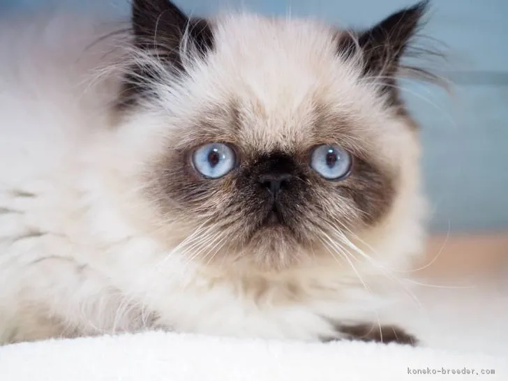 ID：1902-00010の子猫