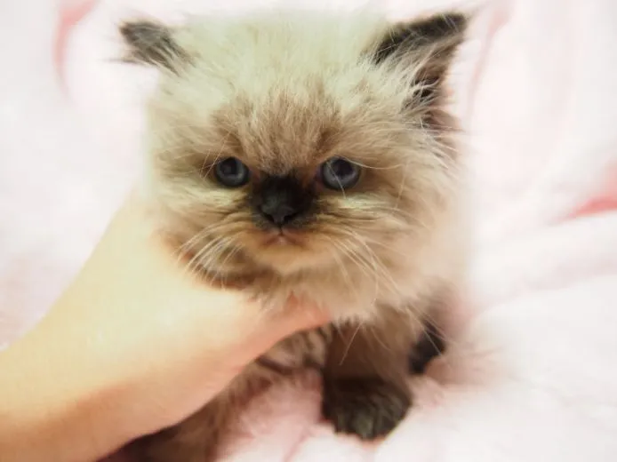 ID：1502-00198の子猫